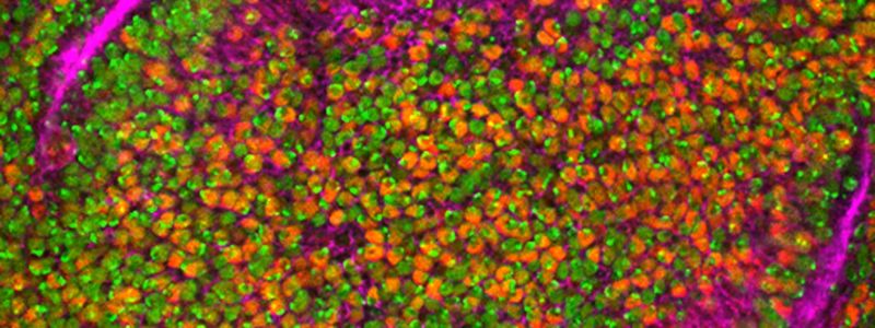 The April 2026 draft guidance on NGS-based safety assessment for genome editing therapies finally codifies a lot of what reviewers were already asking for in pre-IND meetings. Here's what's new, what isn't, and where sponsors still have to make the call.
