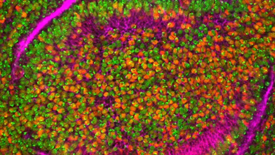 What FDA's new NGS guidance actually changes — and what it leaves to your judgment